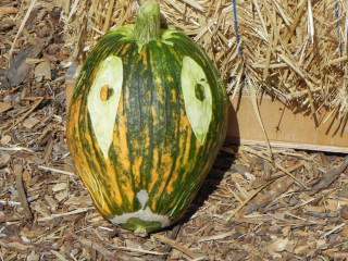 Green Goat , Nipomo Pumpkin Patch best carving idea